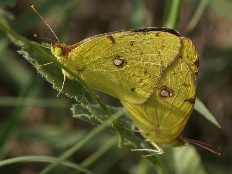 Erebia sideris - Griechischer Trüber Schmetterling